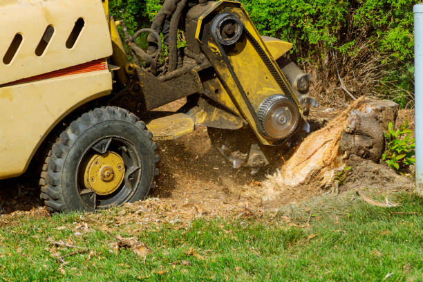 Best Palm Tree Trimming  in Shippensburg, PA